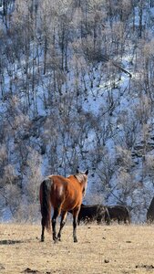 Гостиница Эльбрус Плаза в Кабардино-Балкарской Республике