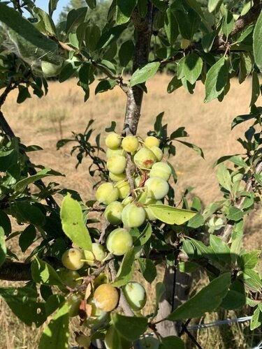 Гостиница Les Gonies в Вильневе-сюре-Ло