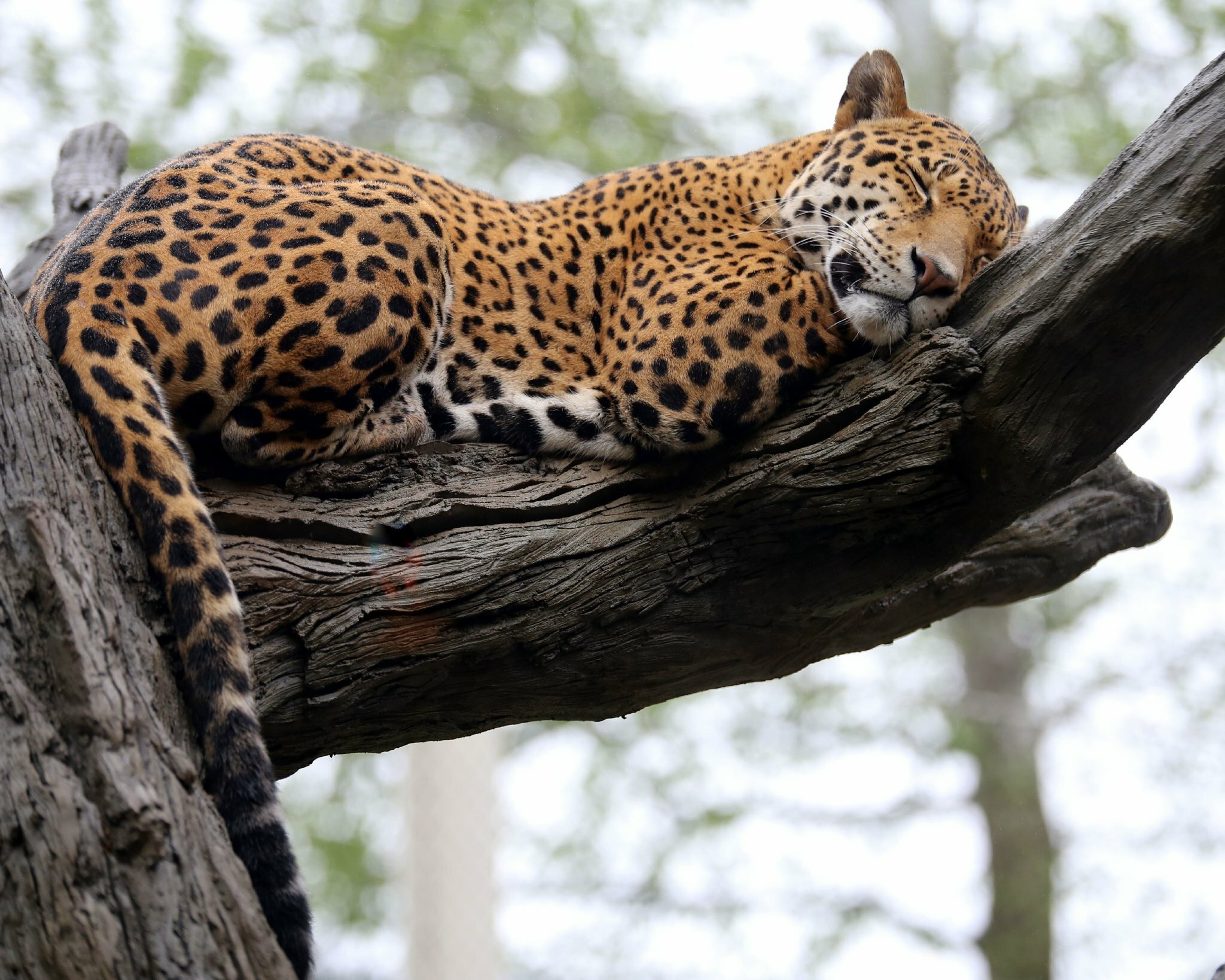 Фото Holiday Inn Lansdale - Hatfield, an Ihg Hotel