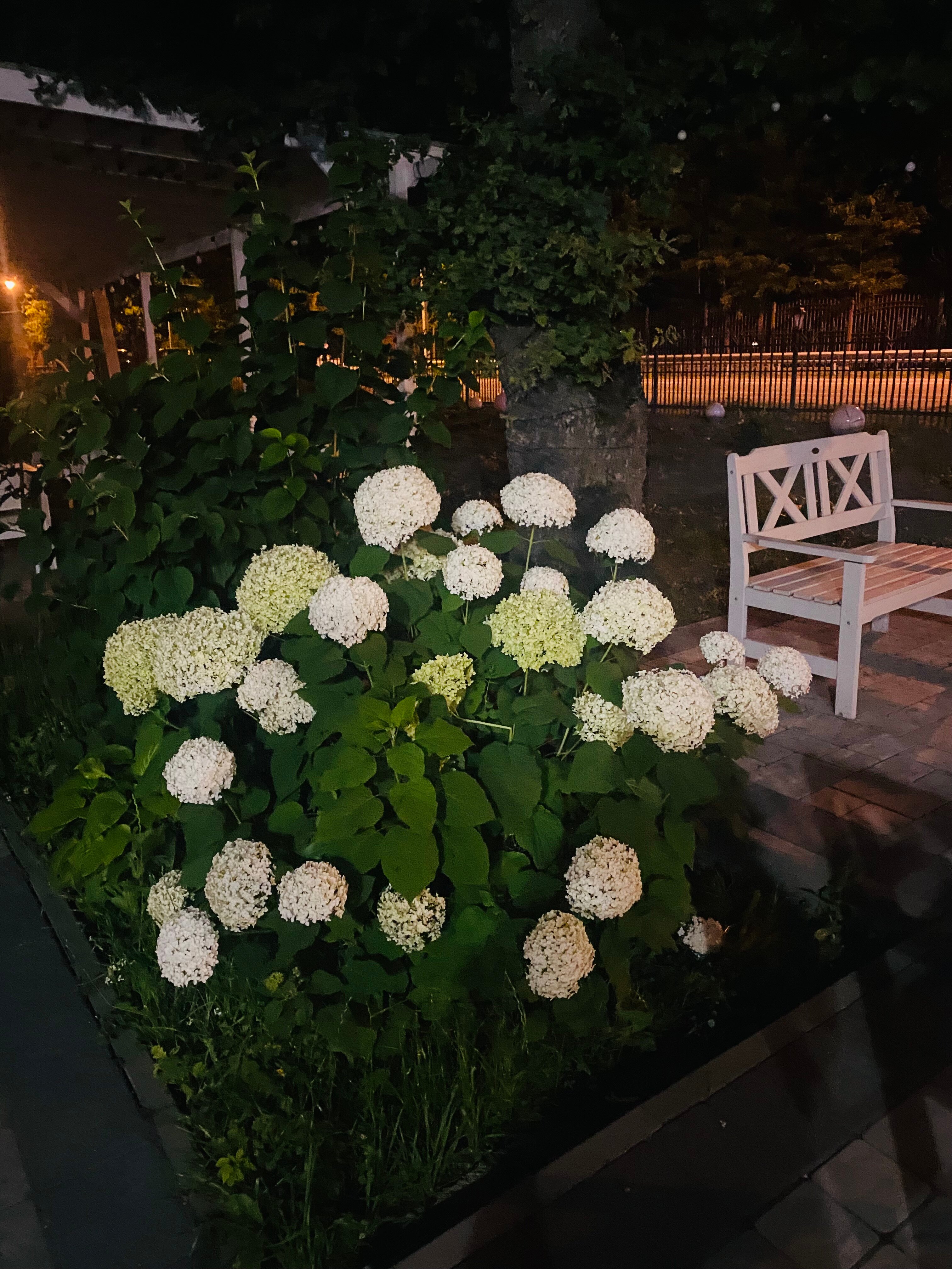 Фото Жемчужина