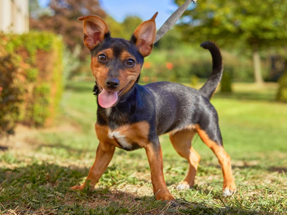 Фото Novotel Antwerpen