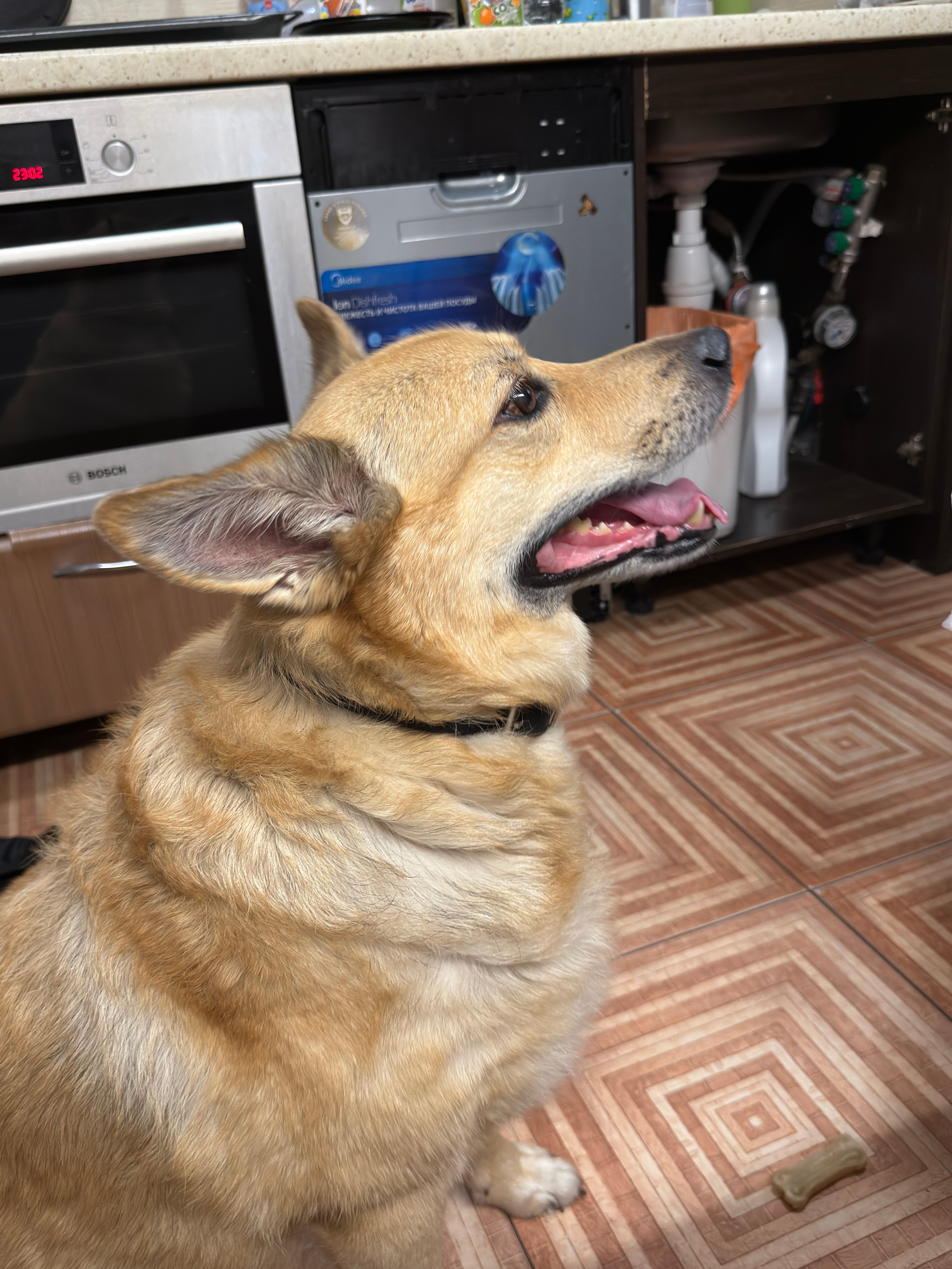 Petshop.ru - фото 19