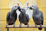 I like my birds (Novomaryinskaya Street, 19) ، مربي الحيوانات