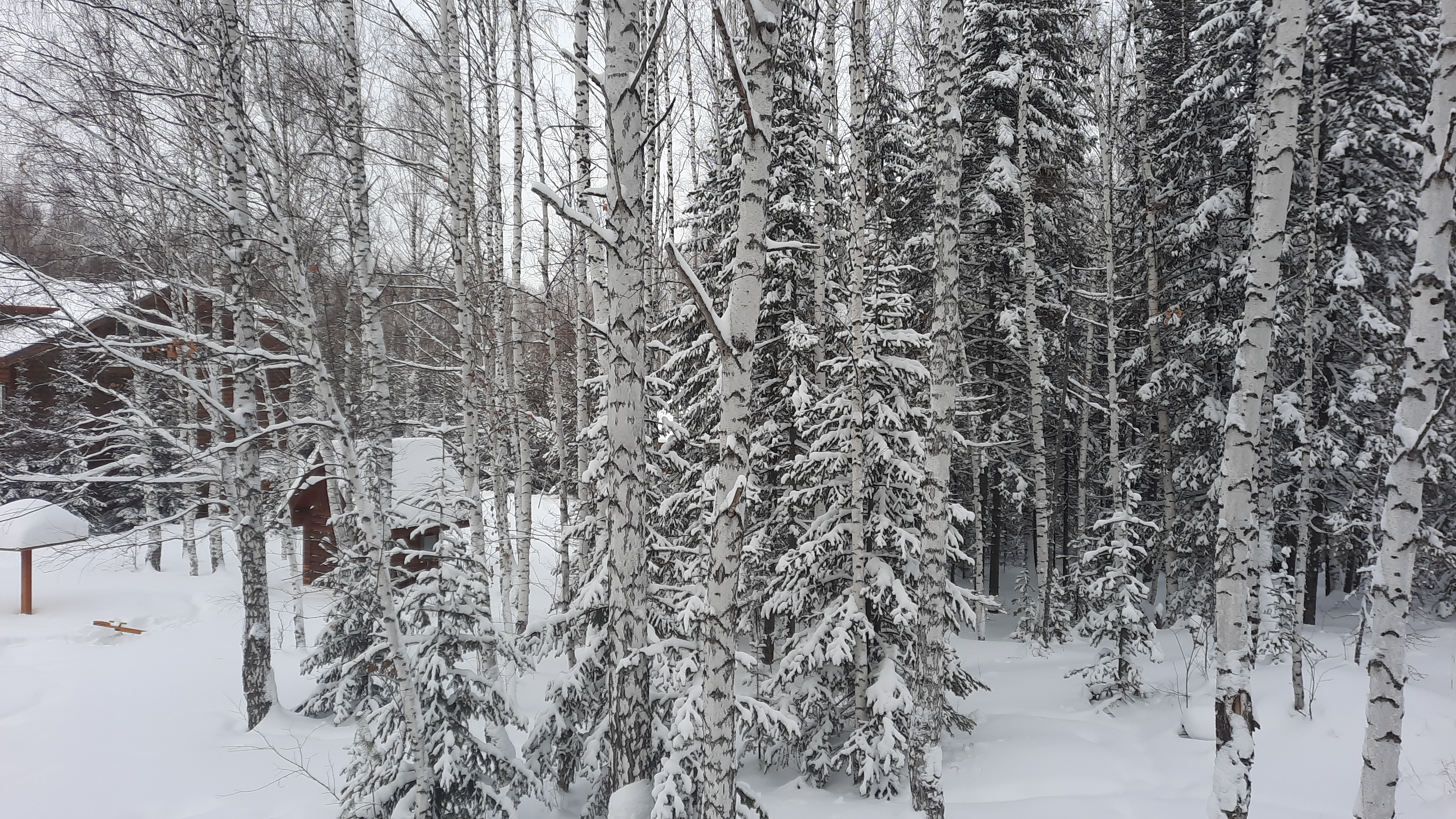 Фото Зелёный дом