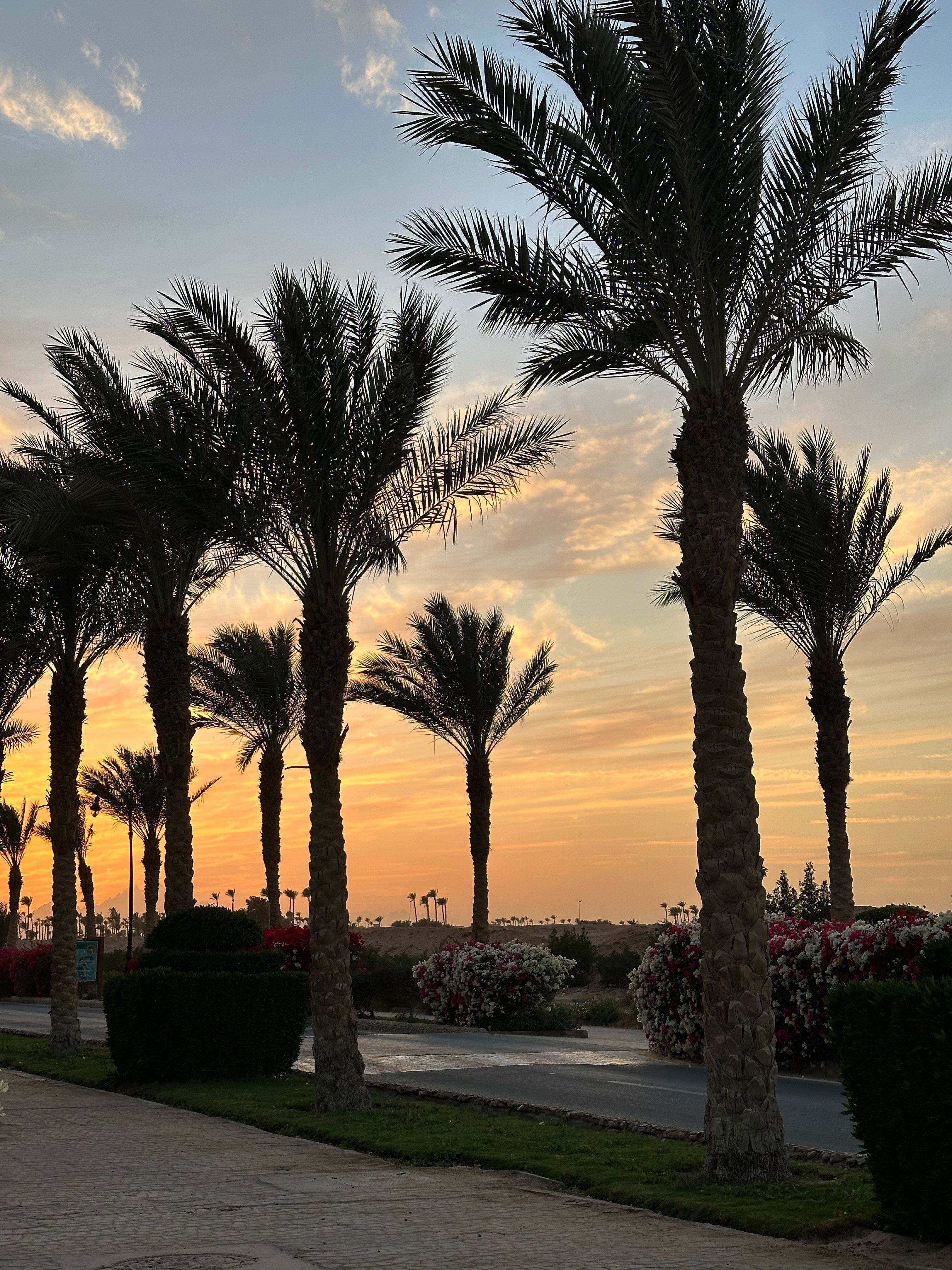 Фото Flow Spectrum Resort Sahl Hasheesh