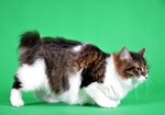 Russian Flowers cattery (bulvar 65 let Pobedy, 21), vivero de animales