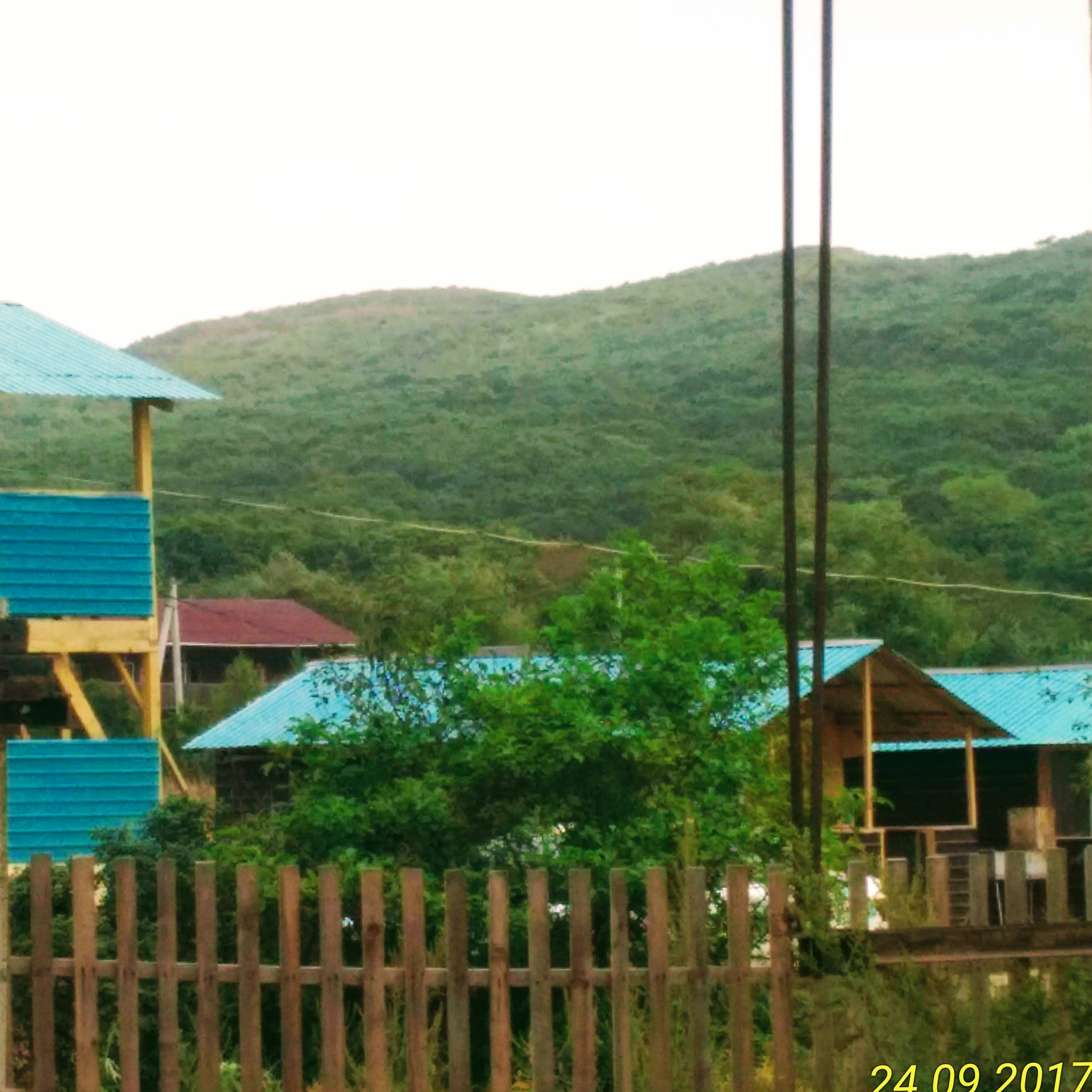 Фото Ромашка-Витязь