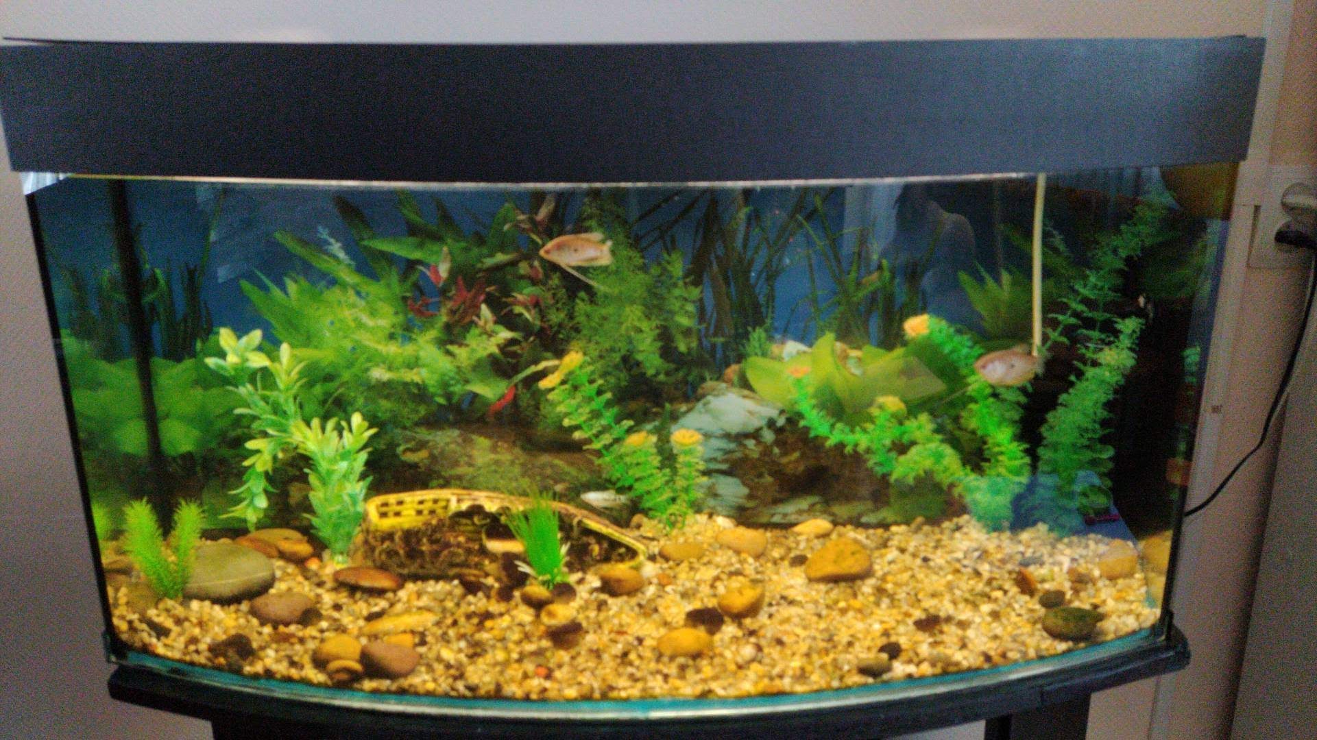 Фото Салампи