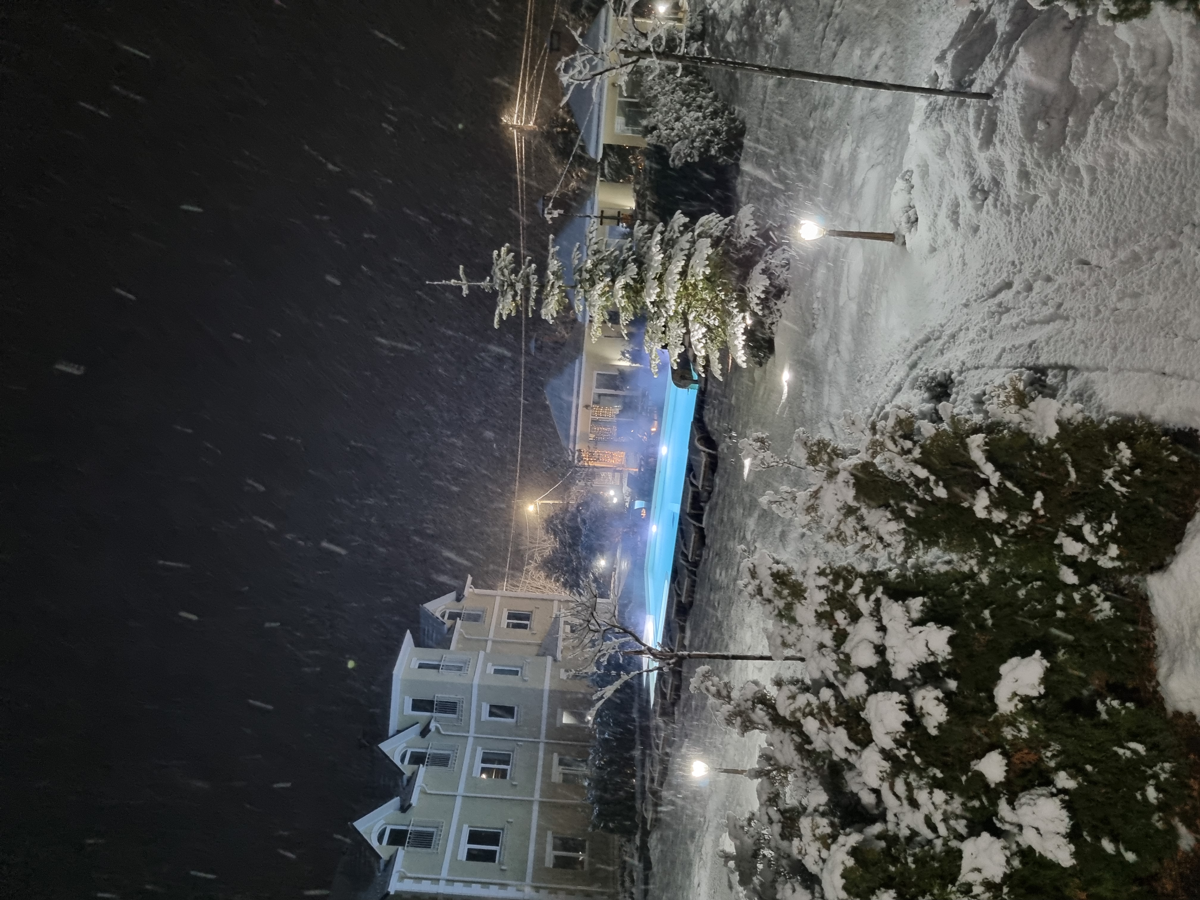 Фото Лаванда