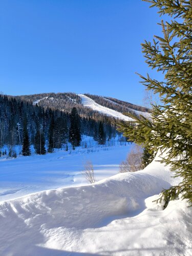 Золотая сова — фото 3