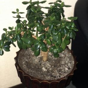 Фото Престиж