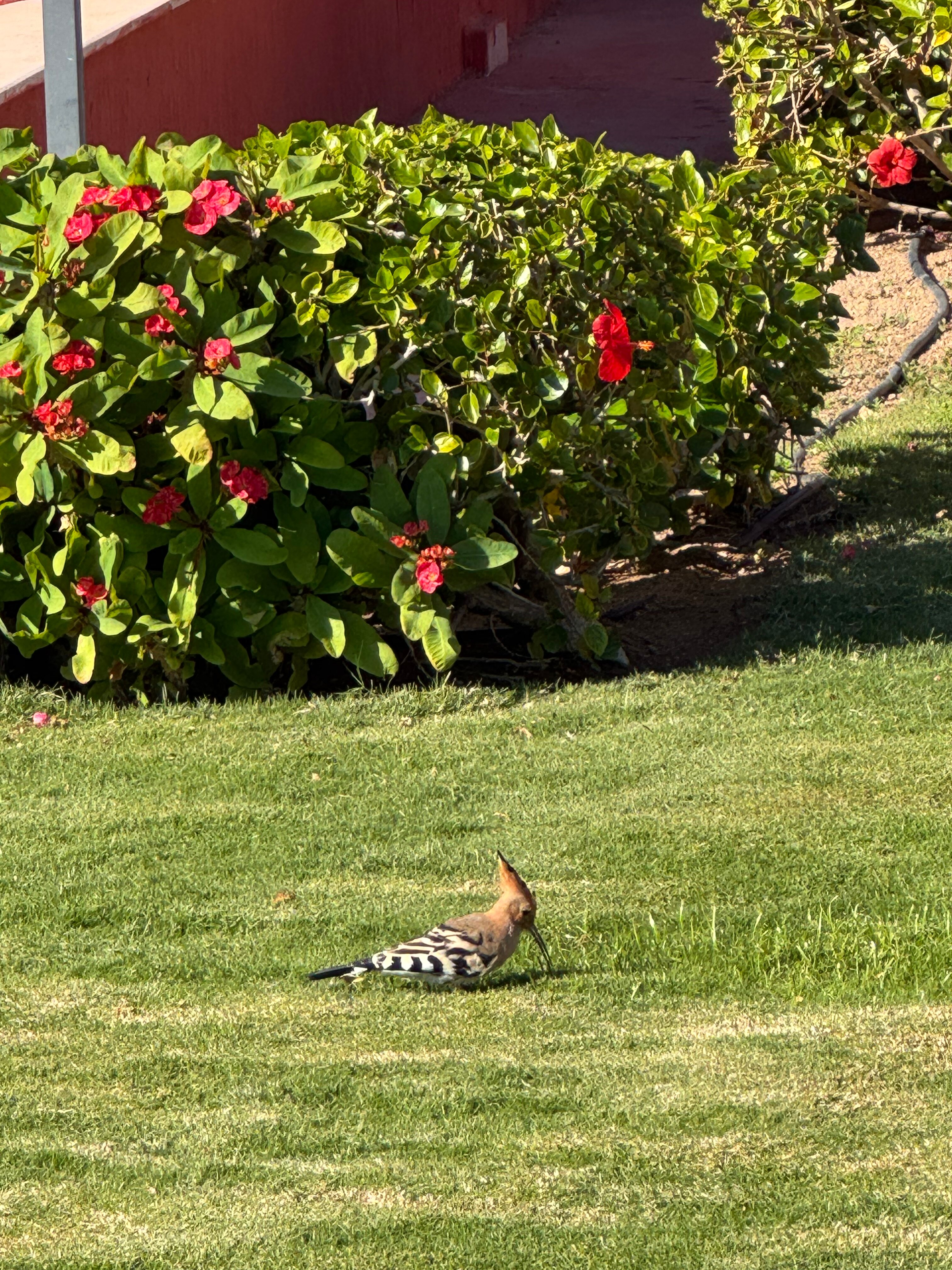 Фото Pickalbatros Laguna Club Resort Sharm El Sheikh