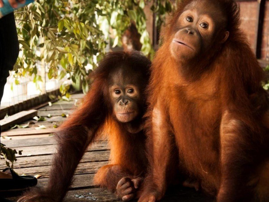 Фото Bukit Merah Laketown Resort