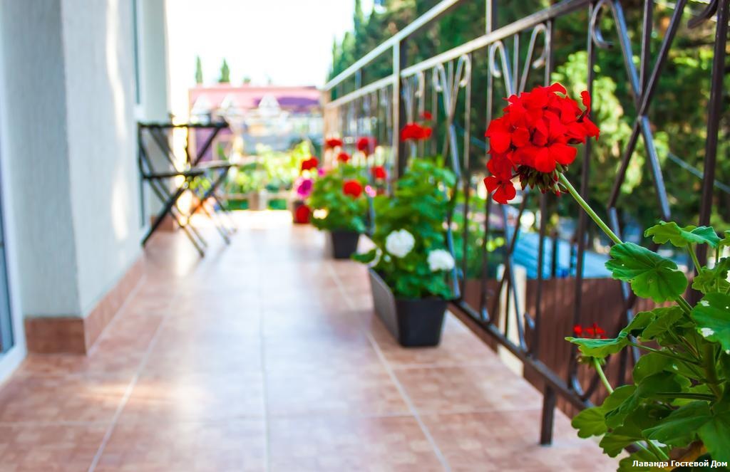 Фото Лаванда