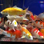 AquaLine. info (MKAD, 14th kilometre, 23), aquariums