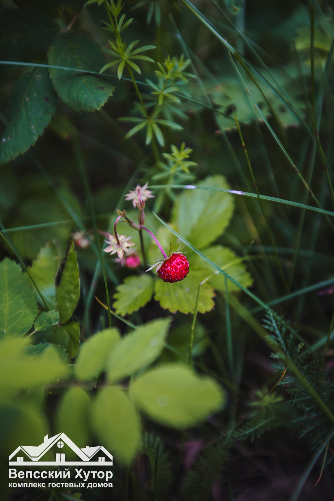 Фото Вепсский Хутор