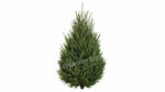 Premium Elki (Kolomyazhskiy Avenue, 10БЕ), mercado de navidad