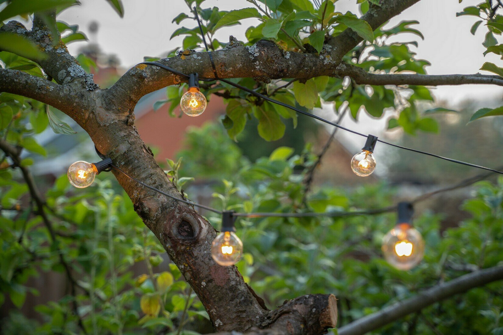 Фото Аристократ