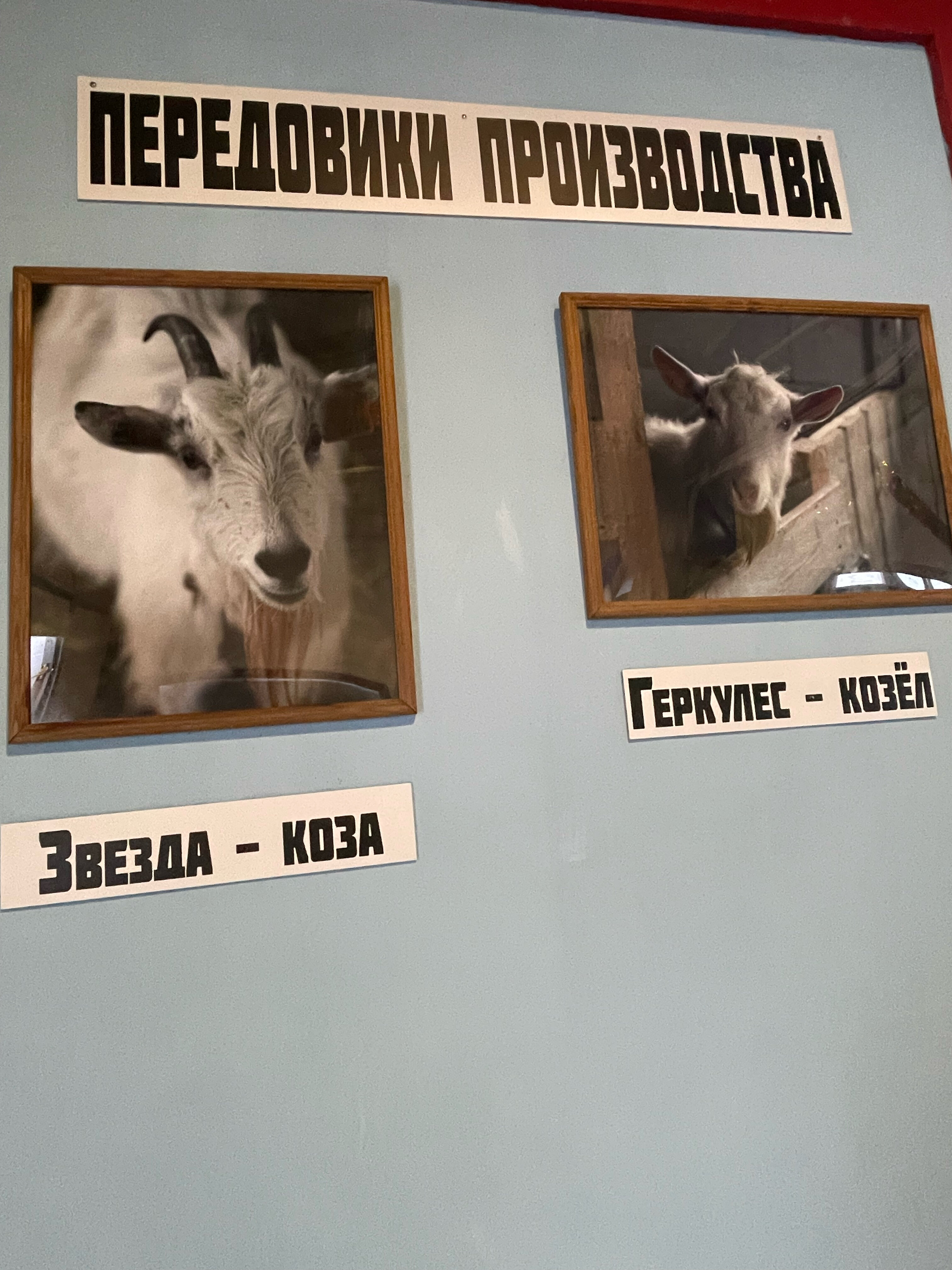 Фото Экоферма Александровский спас