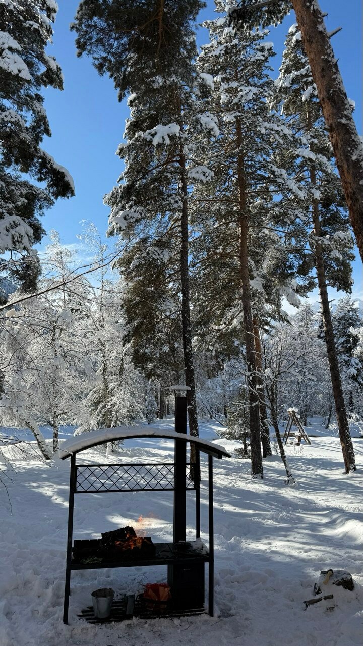 Фото Шишка