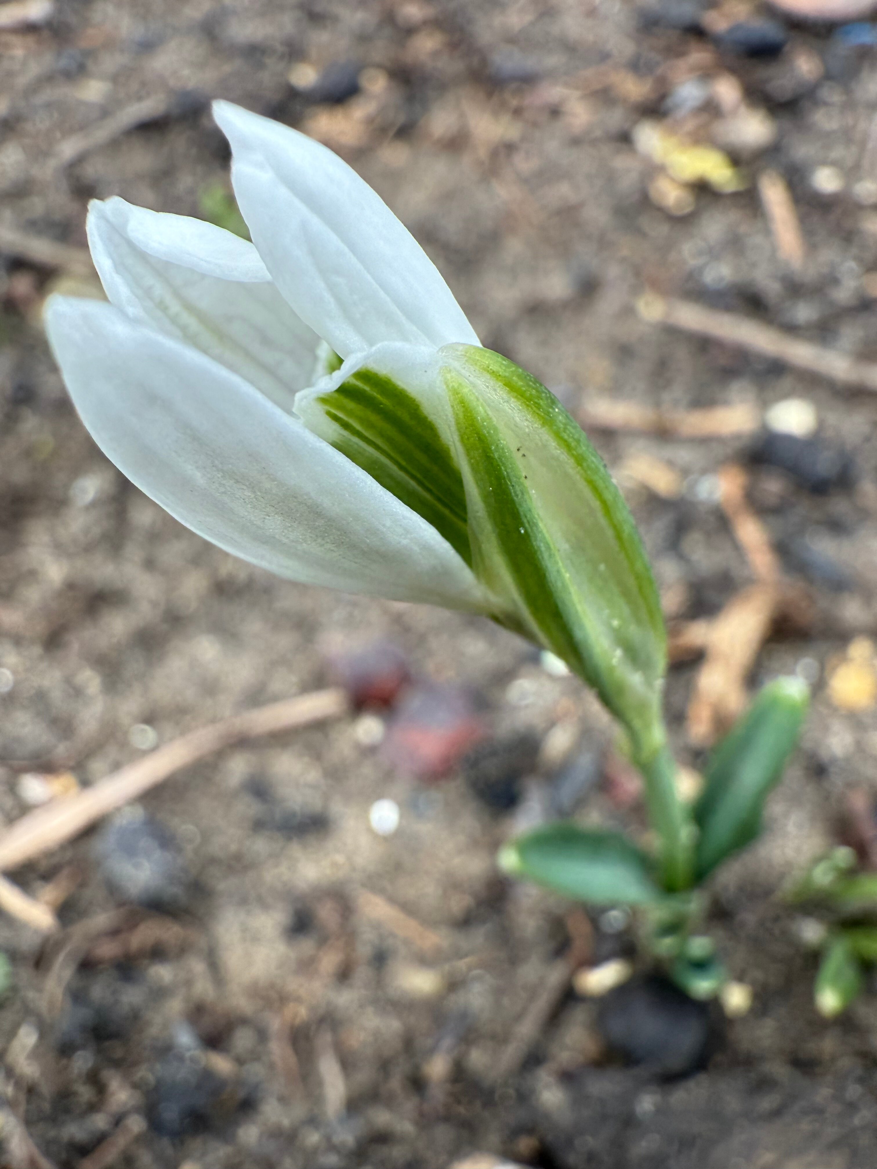 Фото Вилла Лаванда