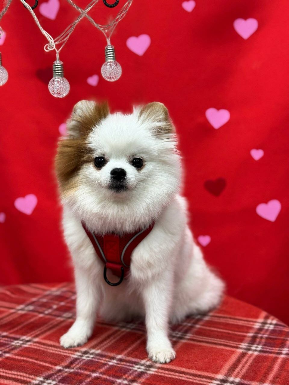 Pet Secret - фото 3