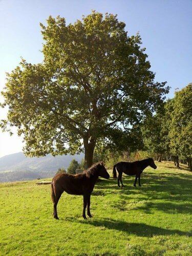 Внешний вид отеля La Montaña Mágica в Льянесе, фото 3