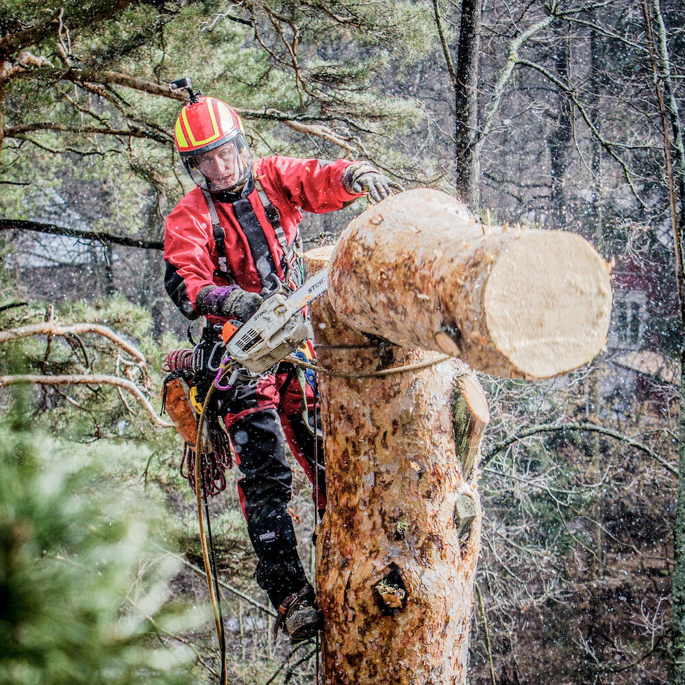 Промышленный альпинизм Спилить аварийное дерево. Удаление и валка деревьев. ГринГуд, Гомель, фото
