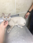 Pretty paws grooming (Drozhzhino, Novoe Highway, 8к2), salón de mascota, peluquería de animales