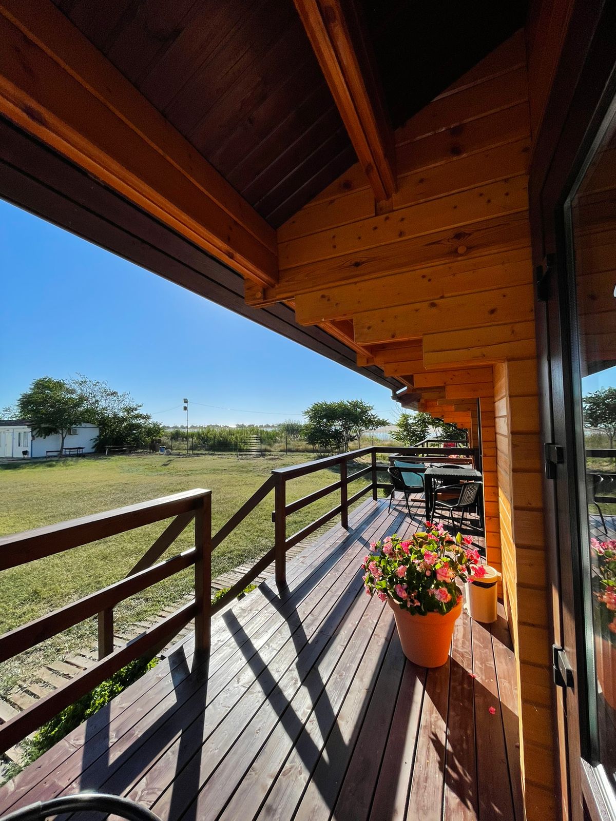 Фото Кактус