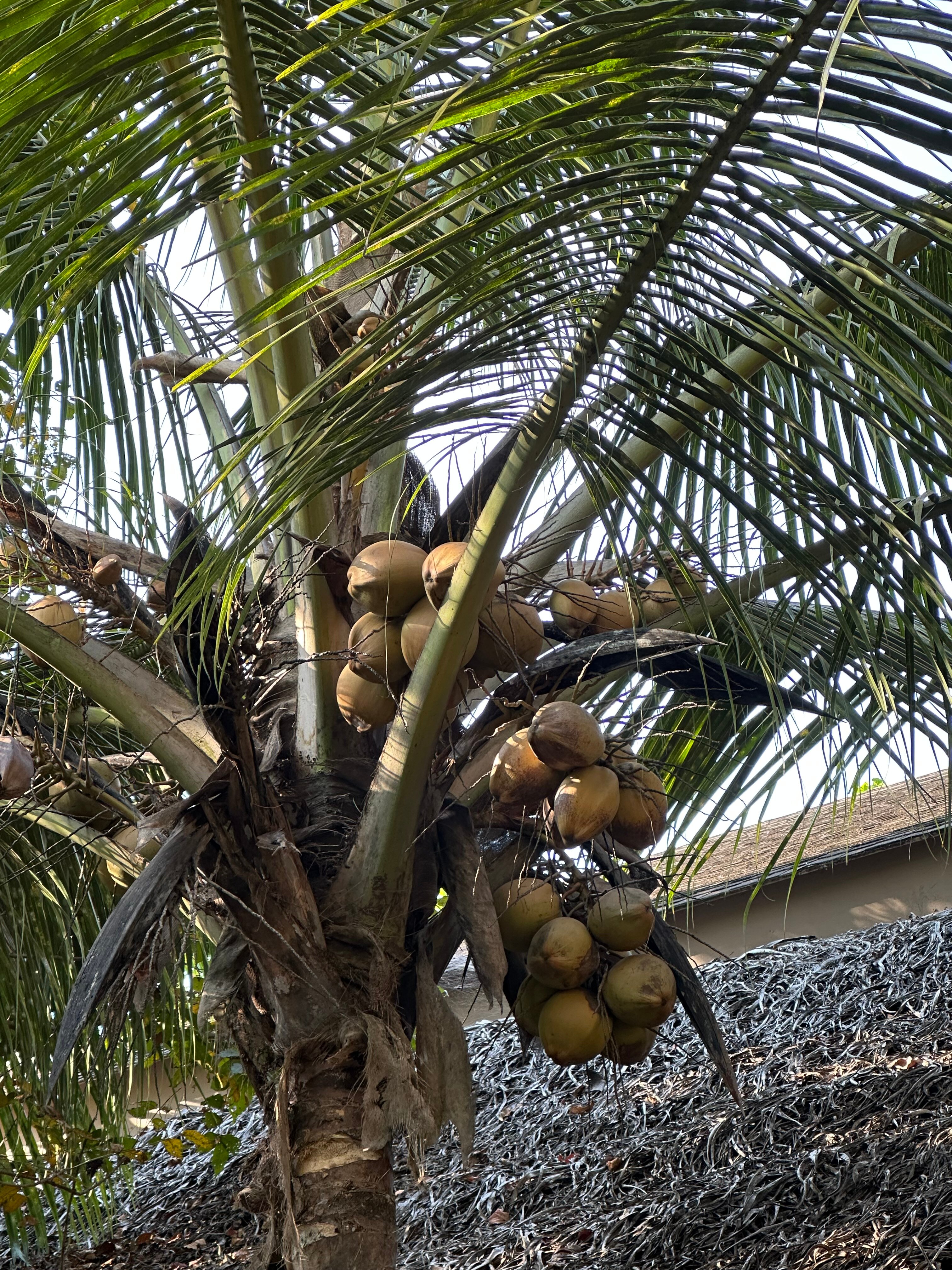 Фото Riva Beach Resort