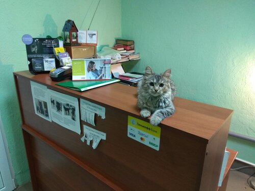 зеленый кот ветеринарная клиника