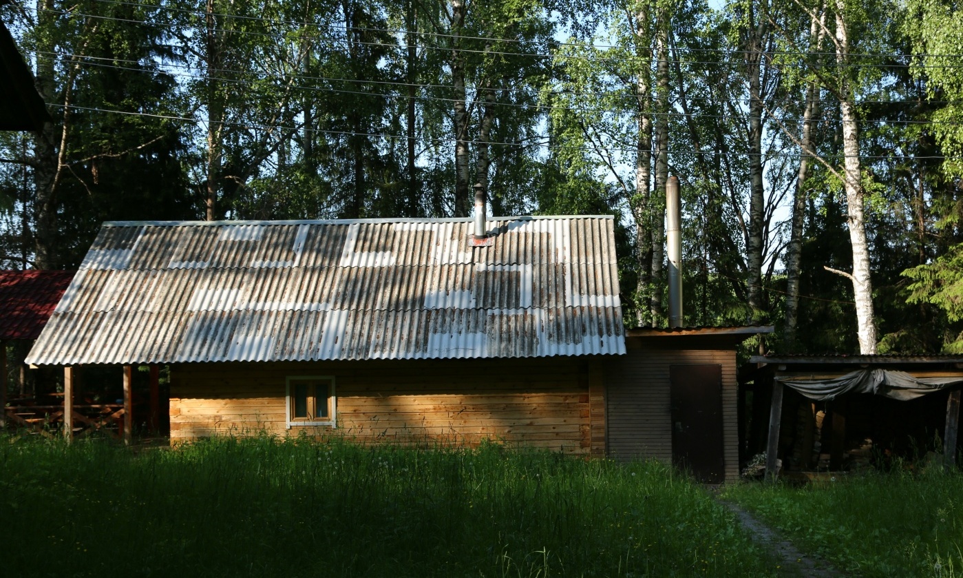 Фото Подсолнухи