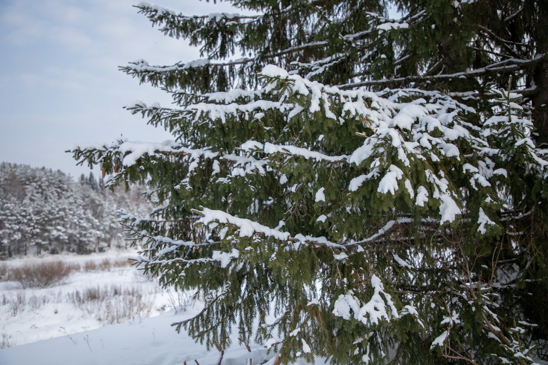 Фото Мартьяновская дуга