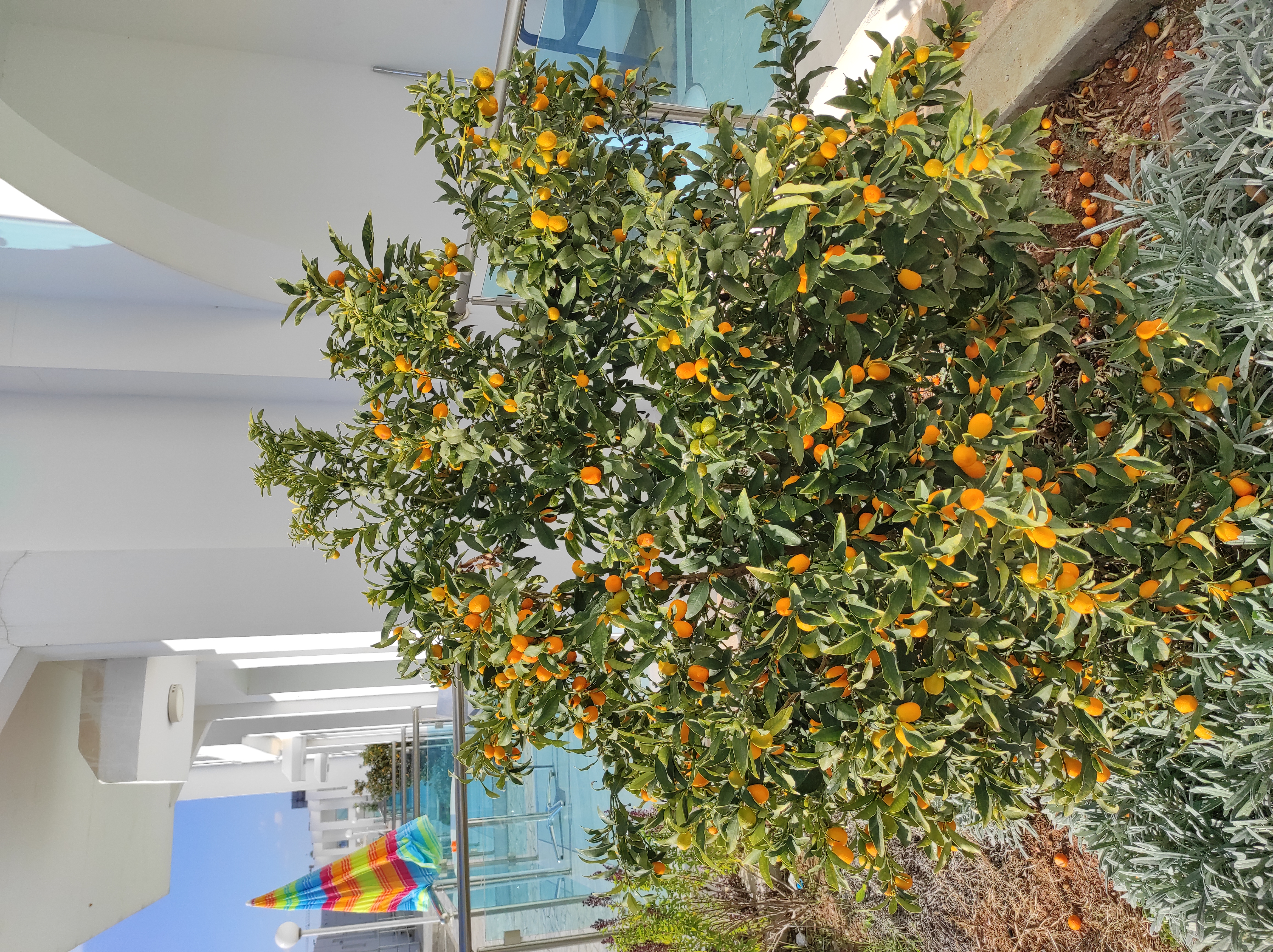 Фото Kaos Hotel Apartments