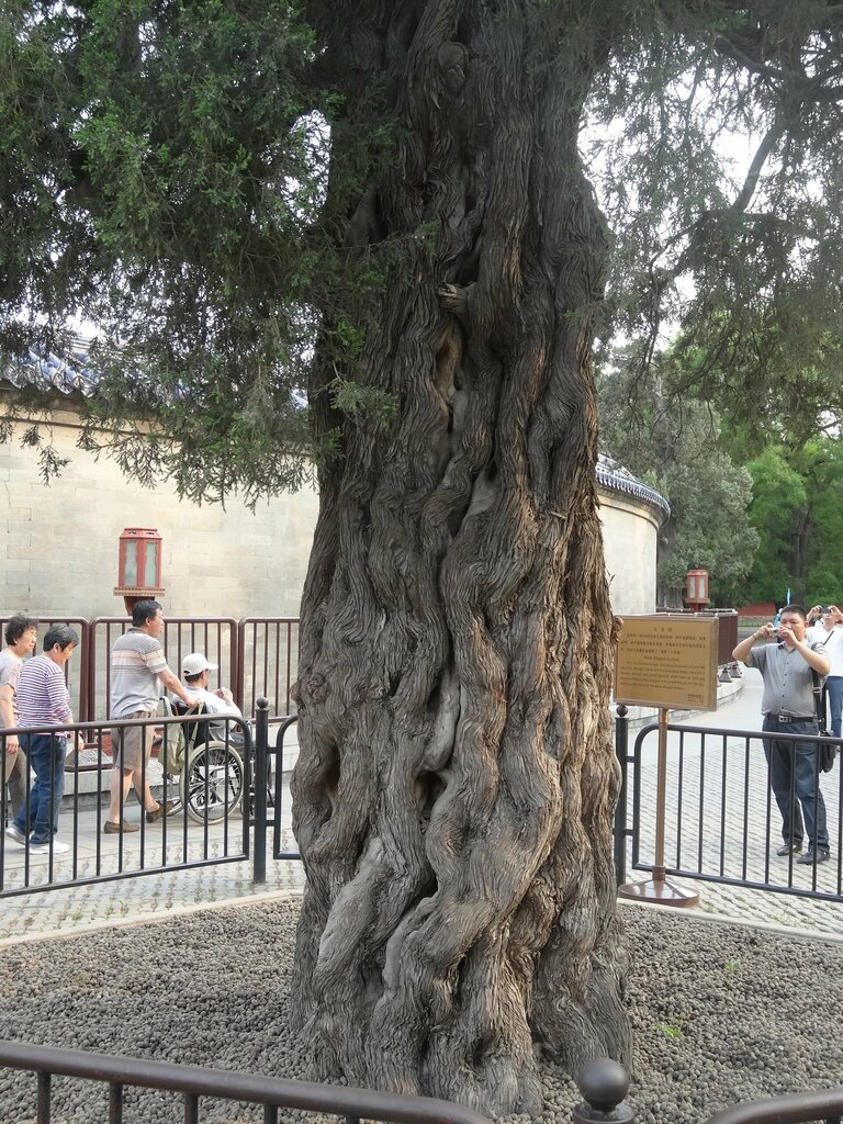 Landmark, attraction Кипарис Девяти Драконов, Beijing, photo