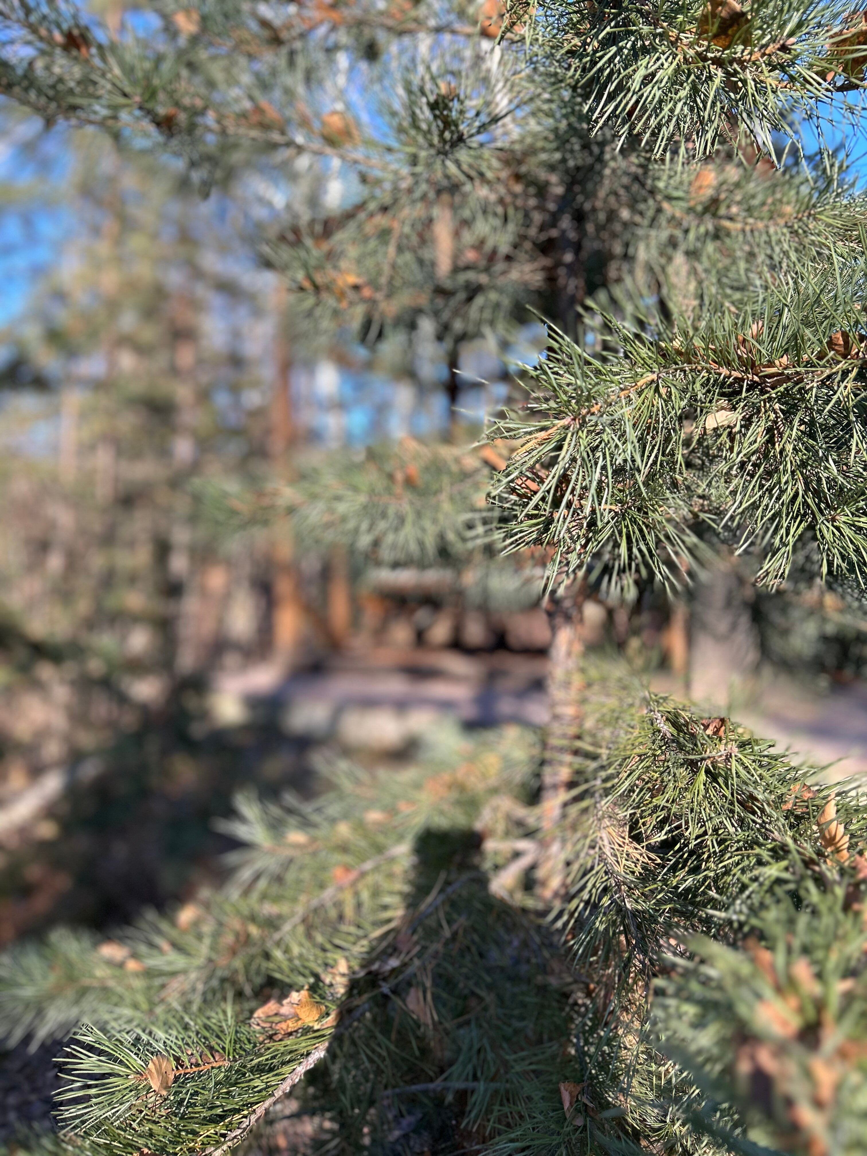 Фото Магия леса