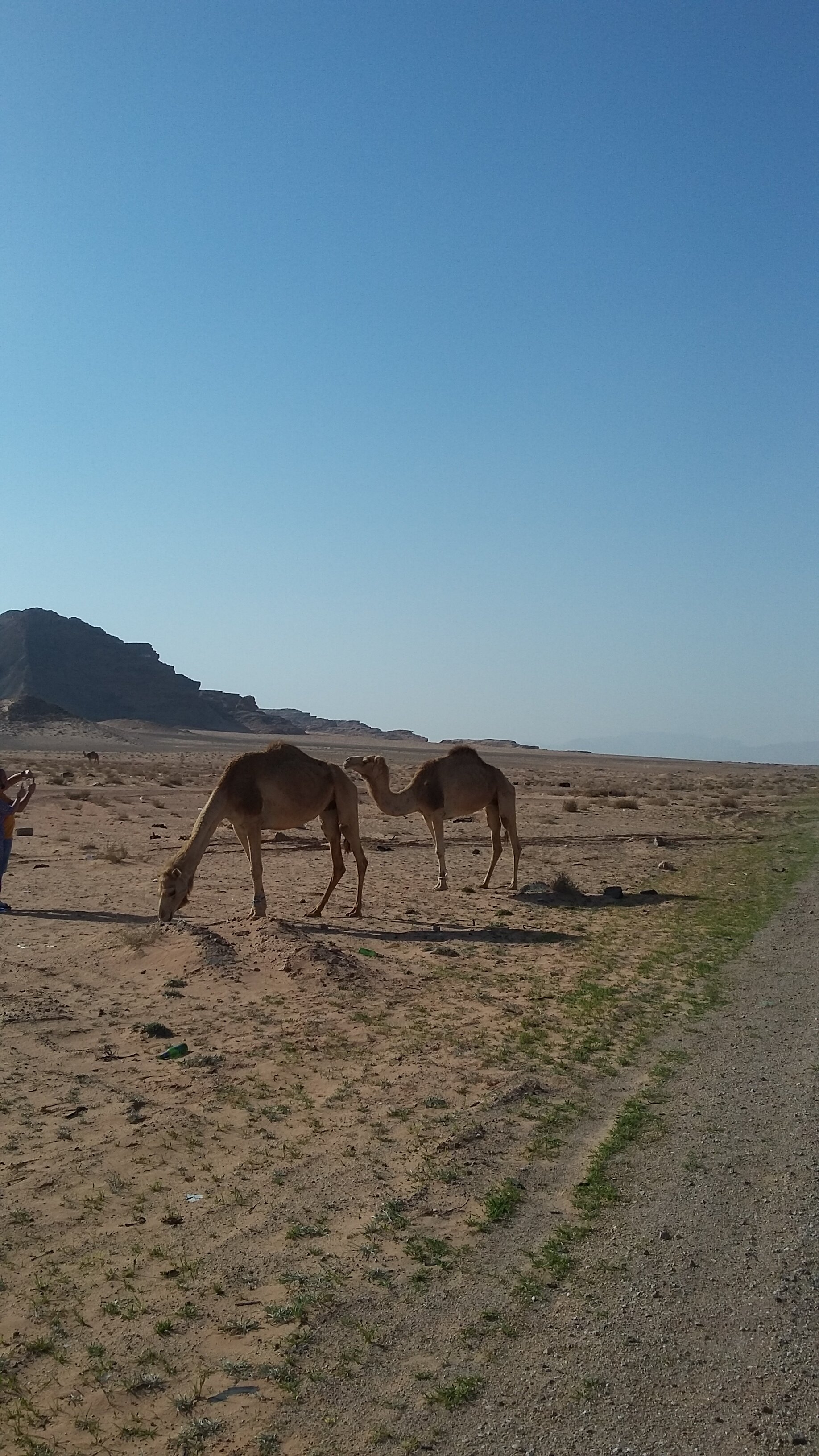 Фото Hotel Golden Tulip Aqaba Red Sea