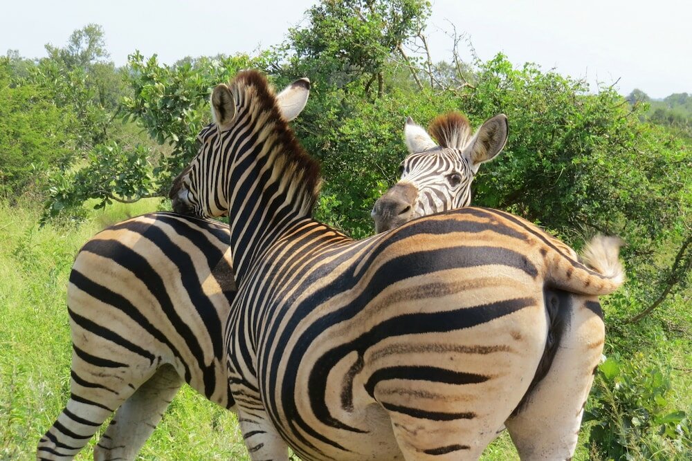 Фото Crocodile Bridge Safari Lodge