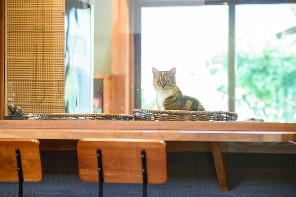 Фото Yufuin Waraneko no Yado