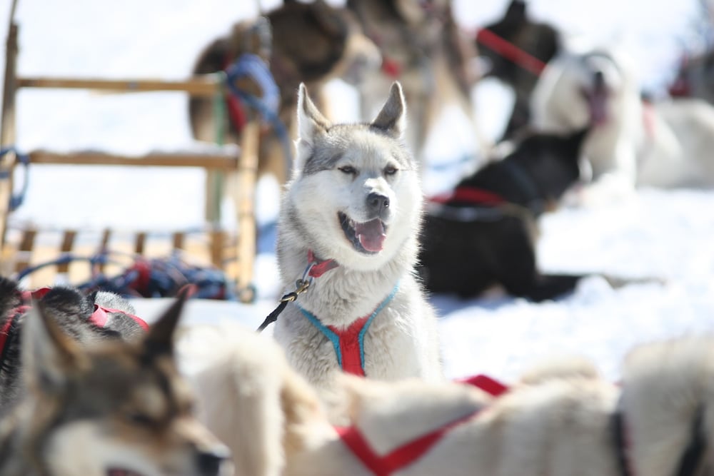 Фото Auberge du Lac Taureau