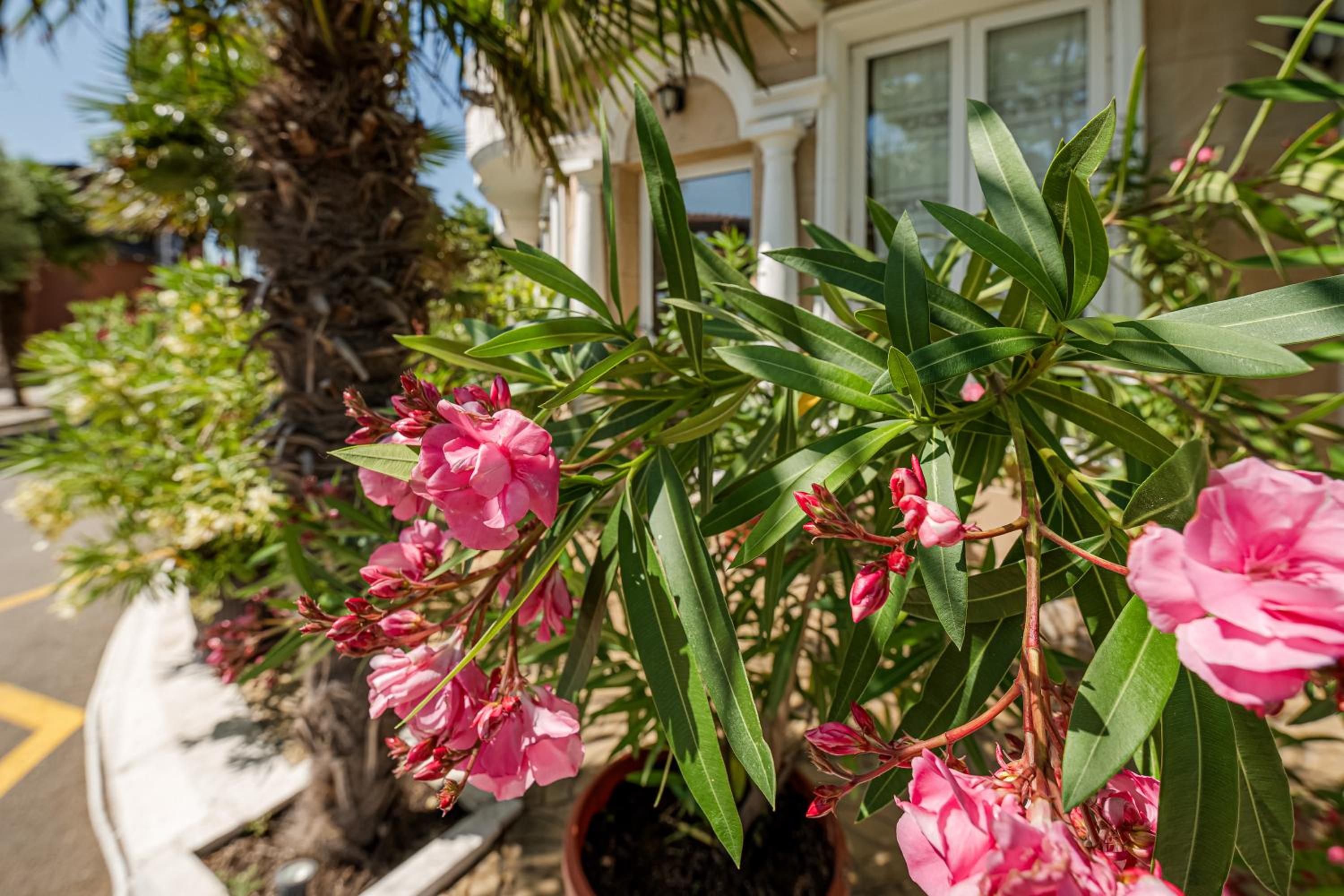 Фото Paros Hotel Pomirie Bulgaria