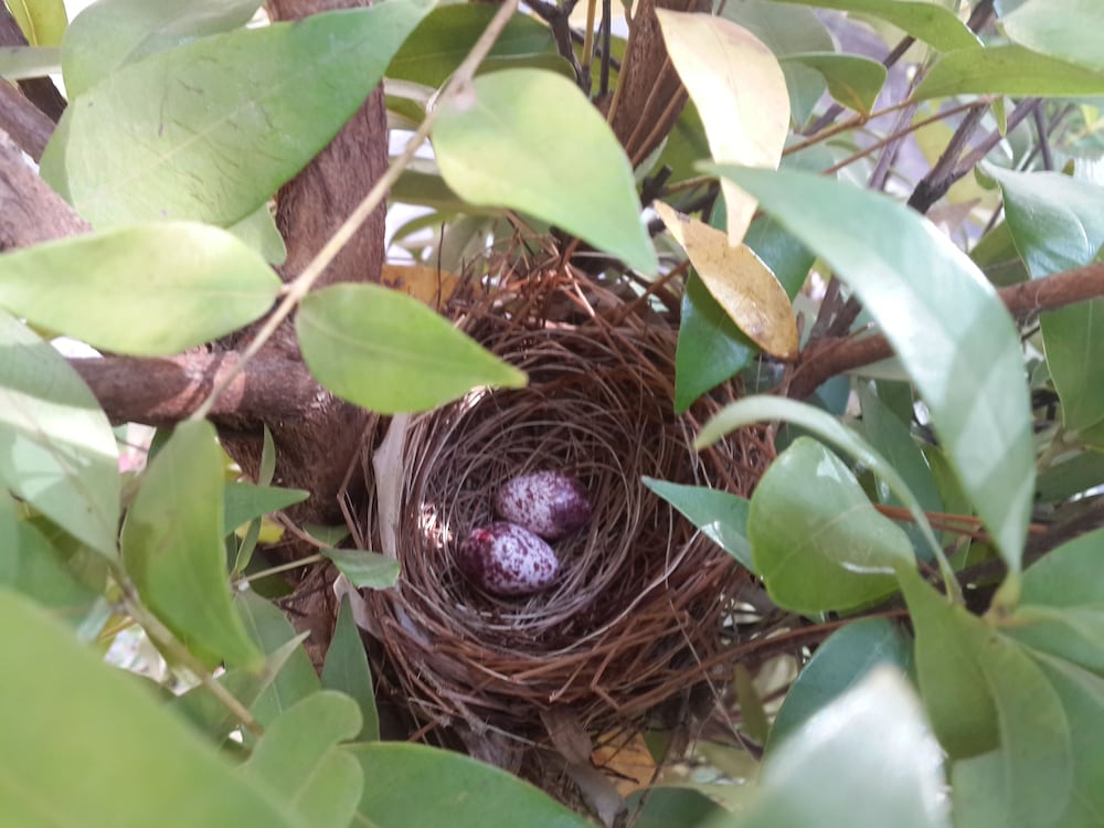 Фото The Cockatoo Nature Resort & SPA