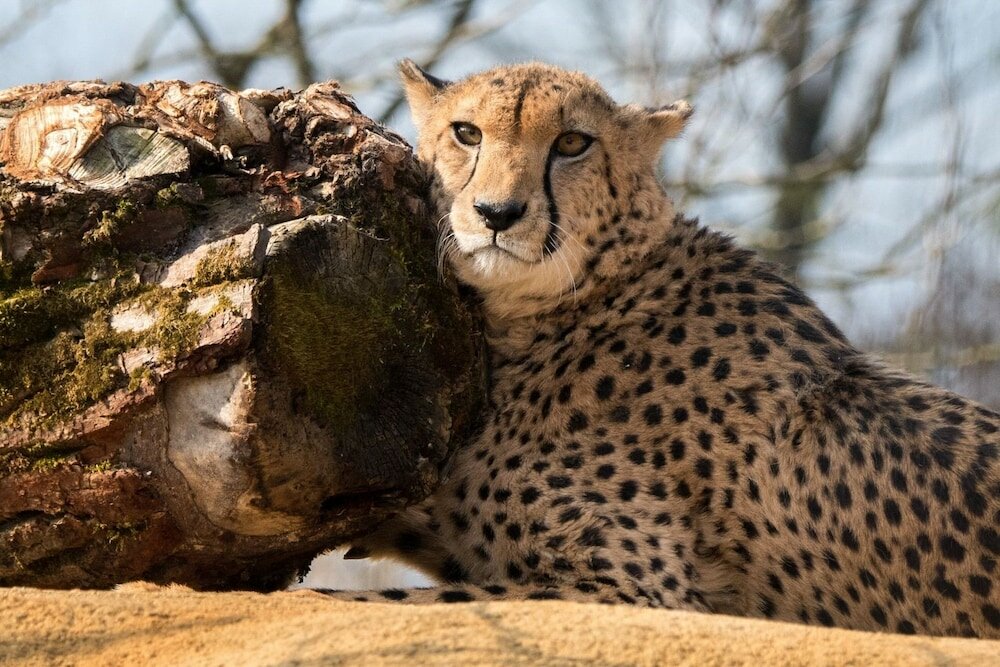 Фото Sorell Hotel Speer