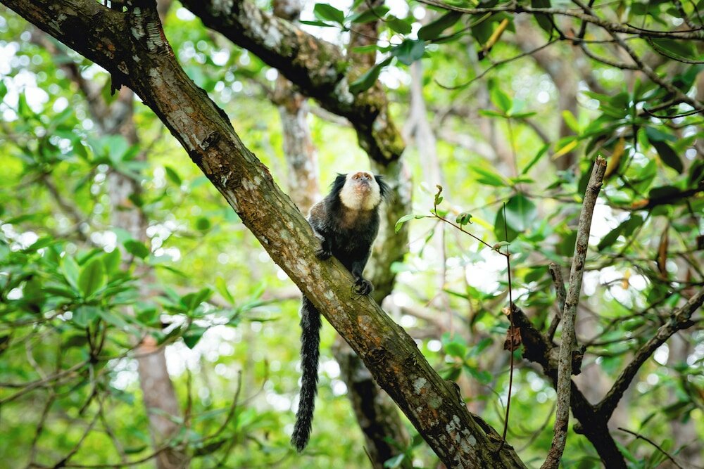Фото Arraial do Sol Beach Hotel