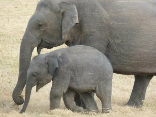 Внешний вид отеля Lake Lodge Boutique Hotel Kandalama в Яккуругале, фото 5