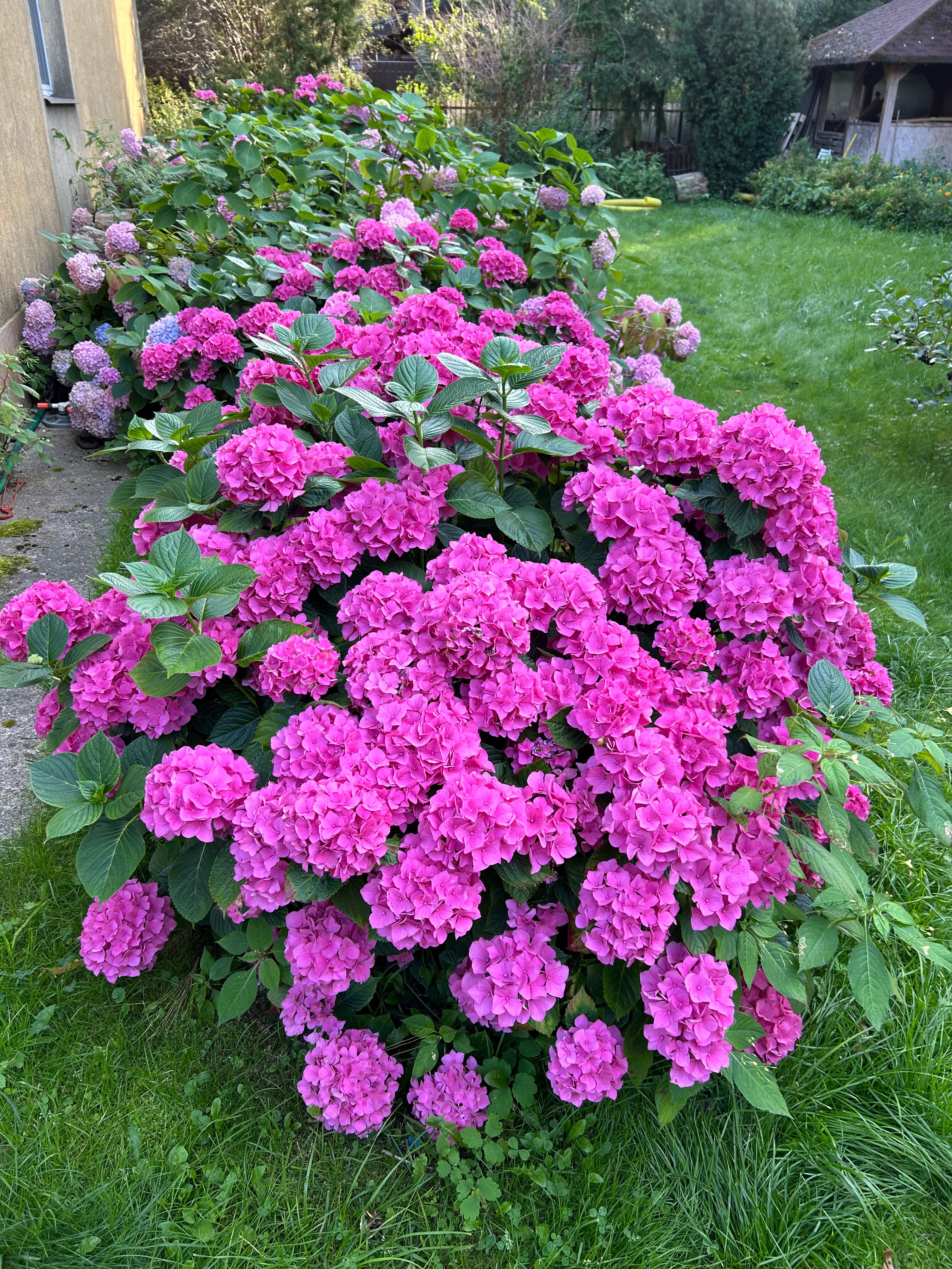 Фото Понарт