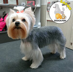 LyaLya (Akademika Grushina Street, 4), pet salon