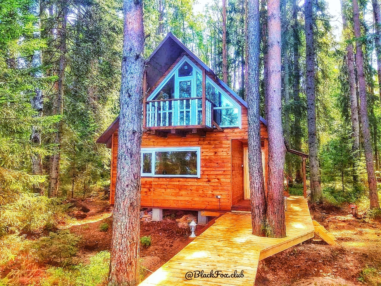 Фото Черная лиса