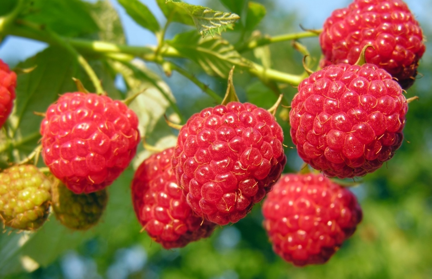 Фото Челмужская усадьба